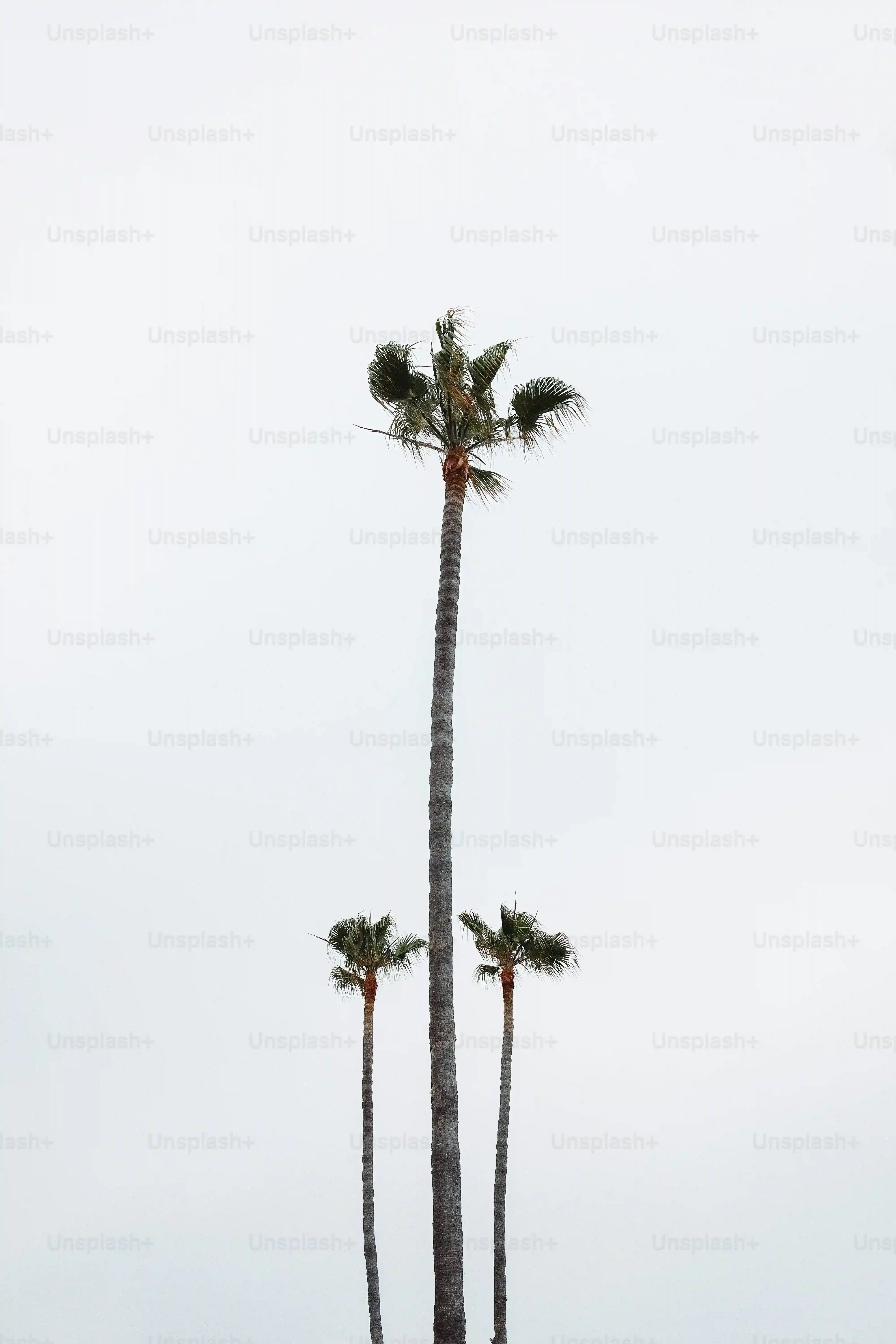 Essential day trip from los angeles to joshua tree