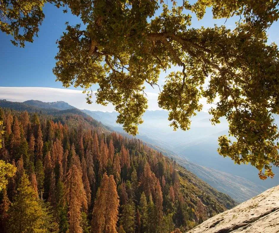 Essential day trip to sequoia national park from los angeles