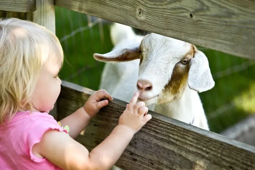 Amazing Day Trips for 3 Year Olds: Easy Fun Ideas!
