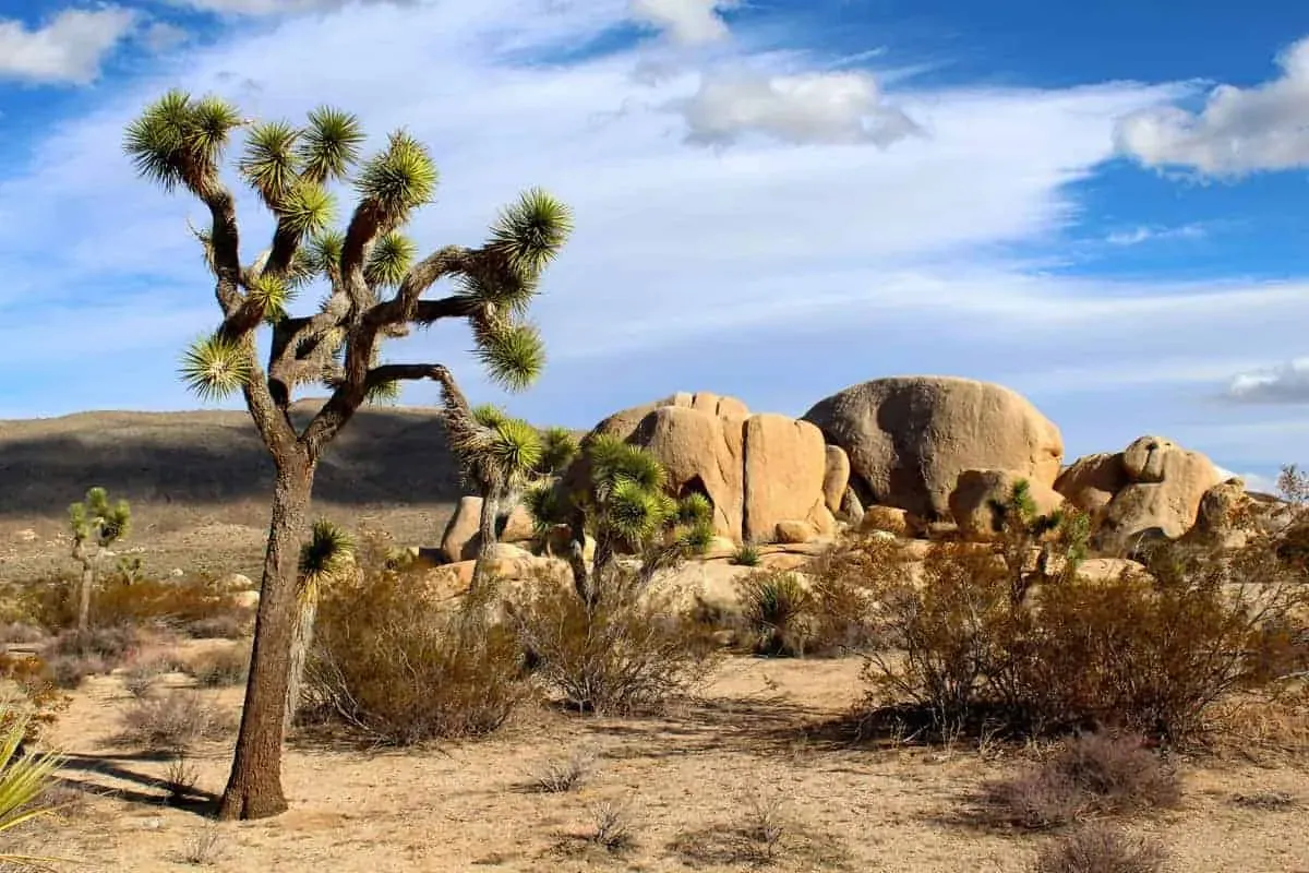 Ultimate day trips from los angeles to joshua tree