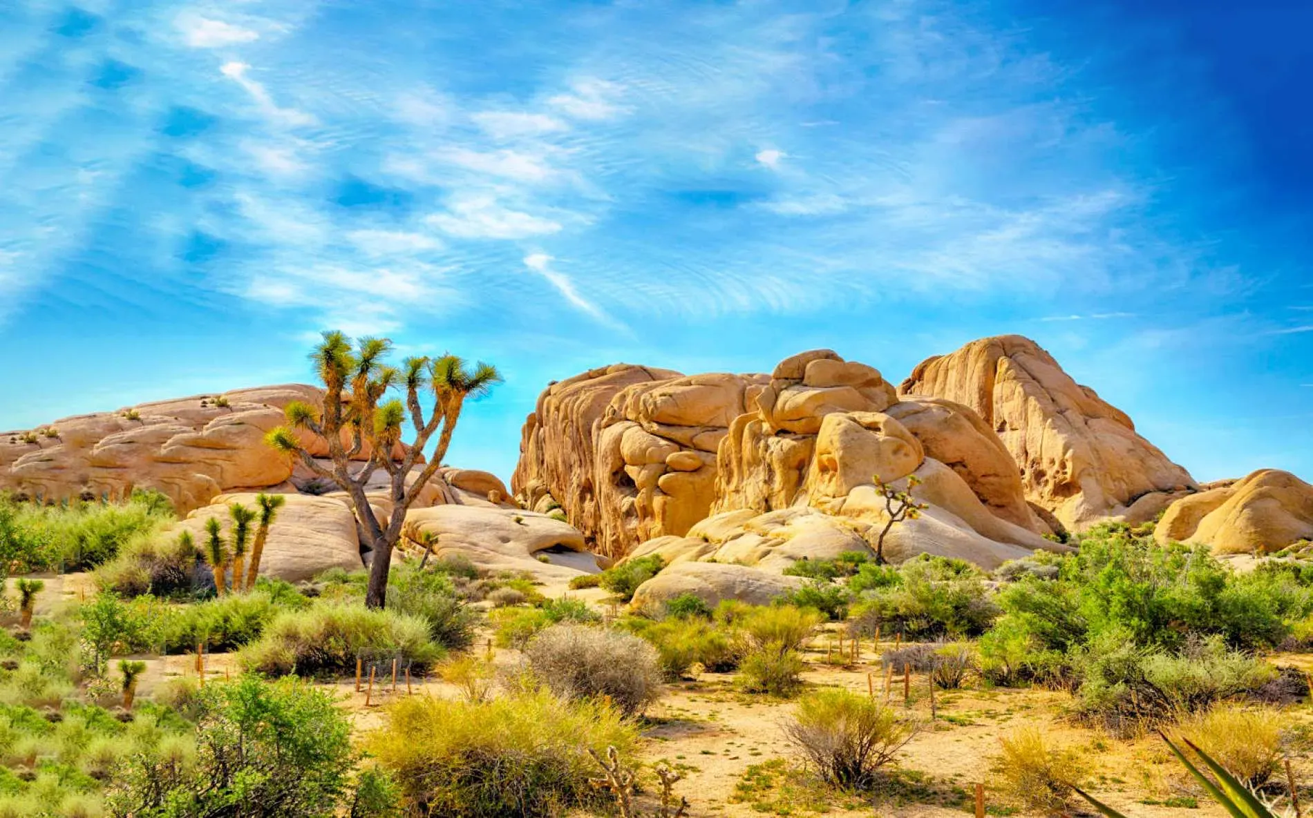 Planning Your Day Trip from Los Angeles to Joshua Tree