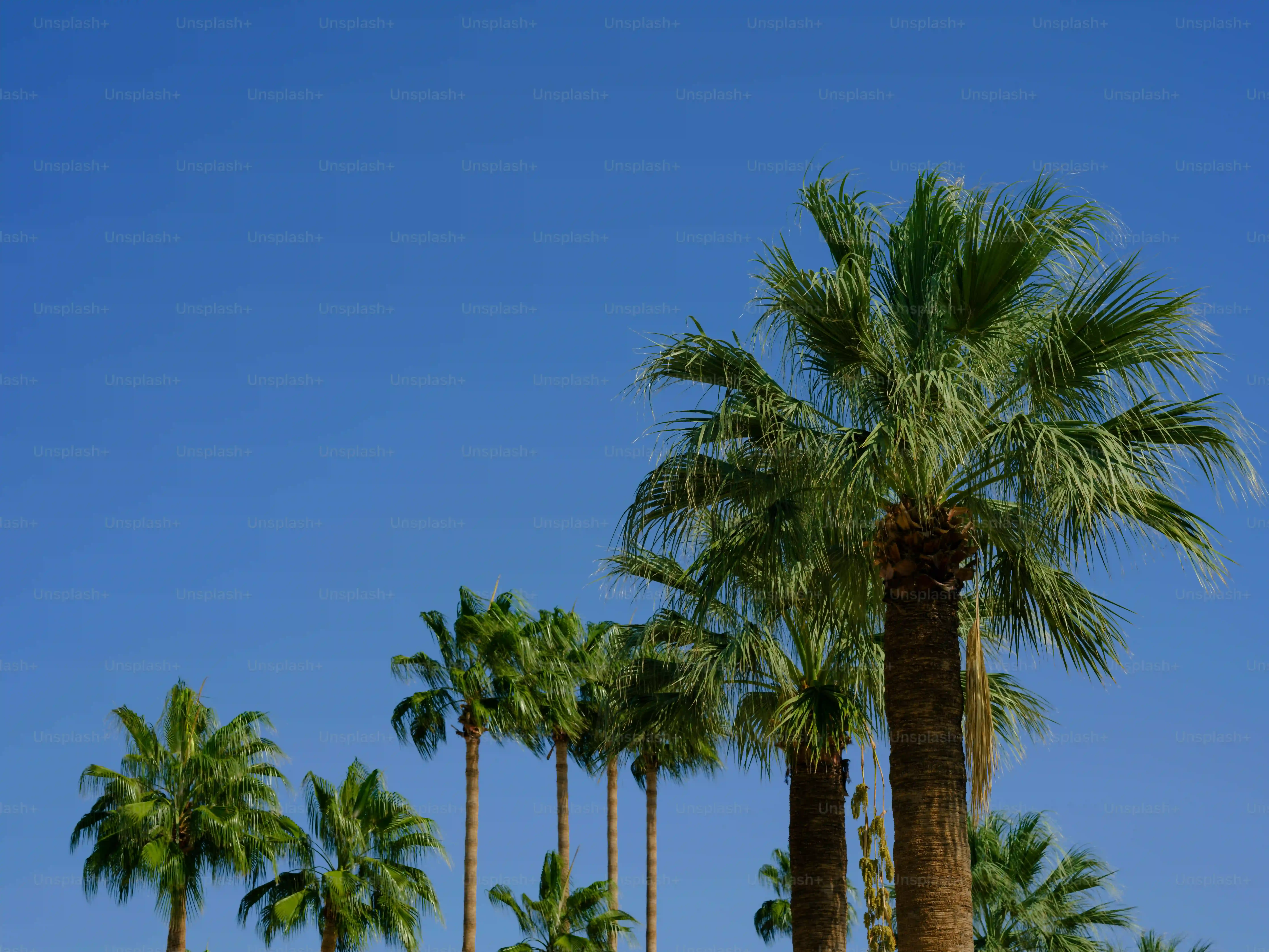 Planning Your Day Trip to Palm Springs from Los Angeles