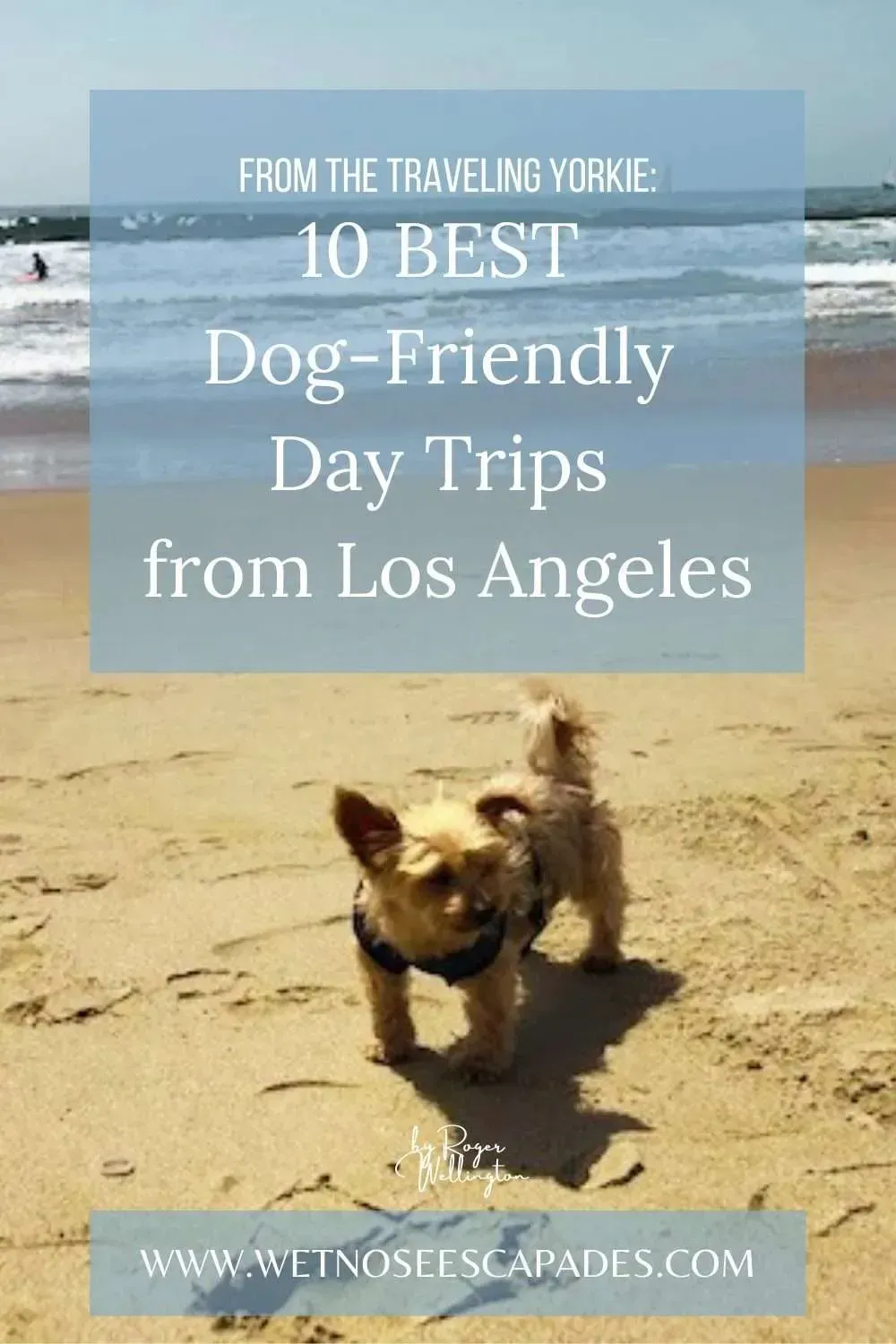 Skipping the Sand: DogFriendly Coastal & Canyon Day Trips Beyond the Beach