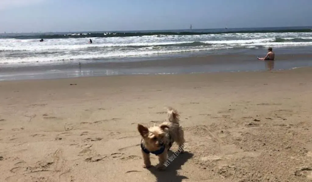 Your Questions Answered: Day Trips from Los Angeles with Dogs FAQs